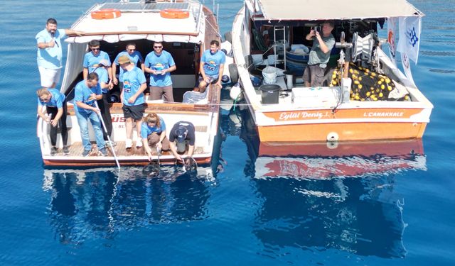 Akvaryumda doğdular, denize bırakıldılar: 13 köpek balığı Altınoluk açıklarında...