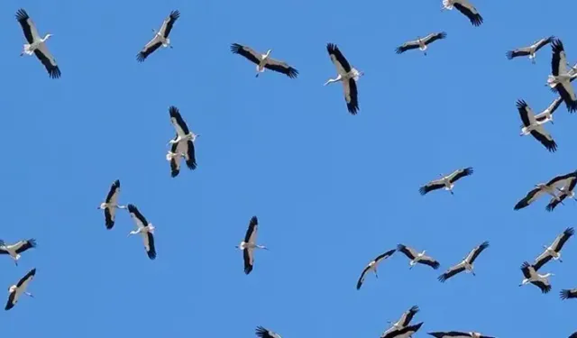 Tekirdağ’da gökyüzünü yüzlerce leylek kapladı: O anlar kamerada...