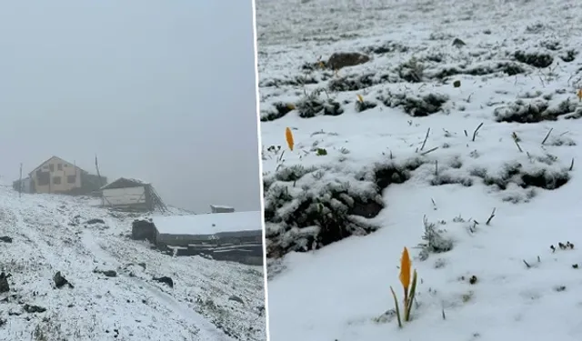 Rize’de şaşırtan manzara! Yeşil yayla bir gecede beyaza büründü...