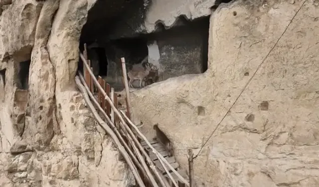 Tunceli’de 25 odalı tarihi kaya yapısına tırmanan yaban keçileri görüntülendi