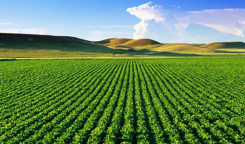 TÜİK açıkladı: Tarımda üretici fiyatları yükselişte