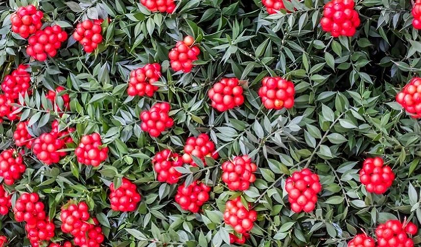 Kokinaya dikkat: 'Öldürebilir'