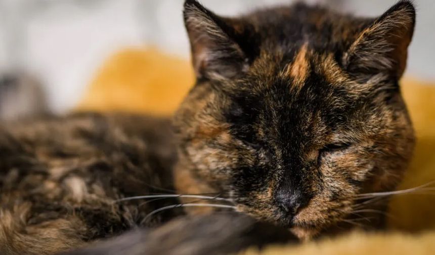 Dünyanın en yaşlı kedisi: 1995 doğumlu