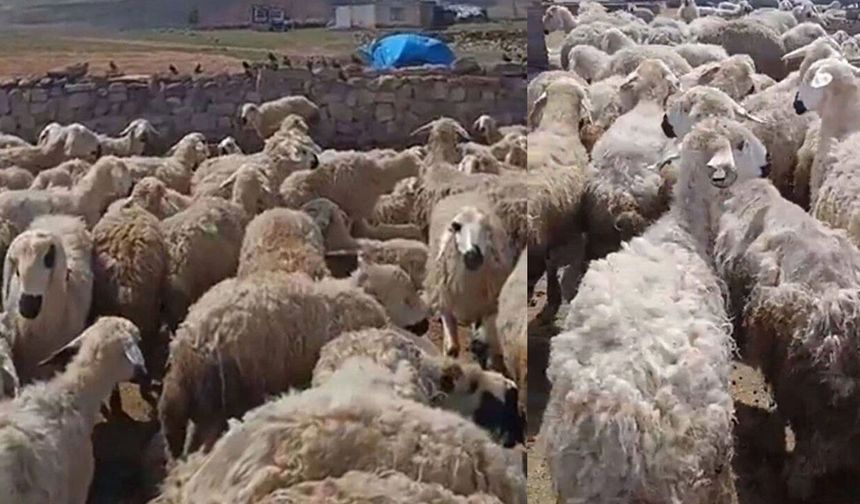 'Koyunlar birbirini yiyor' iddiasına bakanlıktan yanıt
