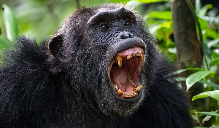 Şempanzelerde iç savaş: Yavrular bile hedef oldu! Bölünmenin arkasında ne olabilir?