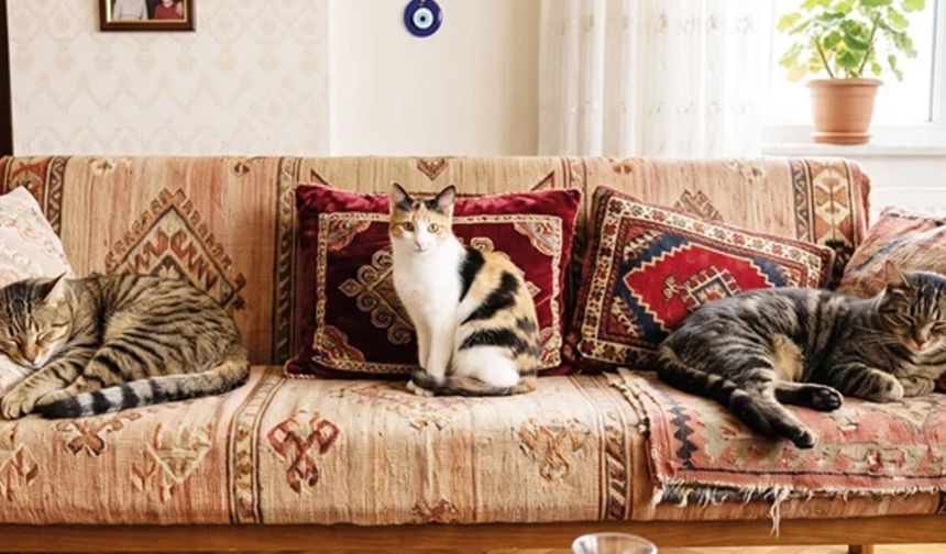 Boşanan çiftin 3 kedisi için mahkemeden dikkat çeken karar