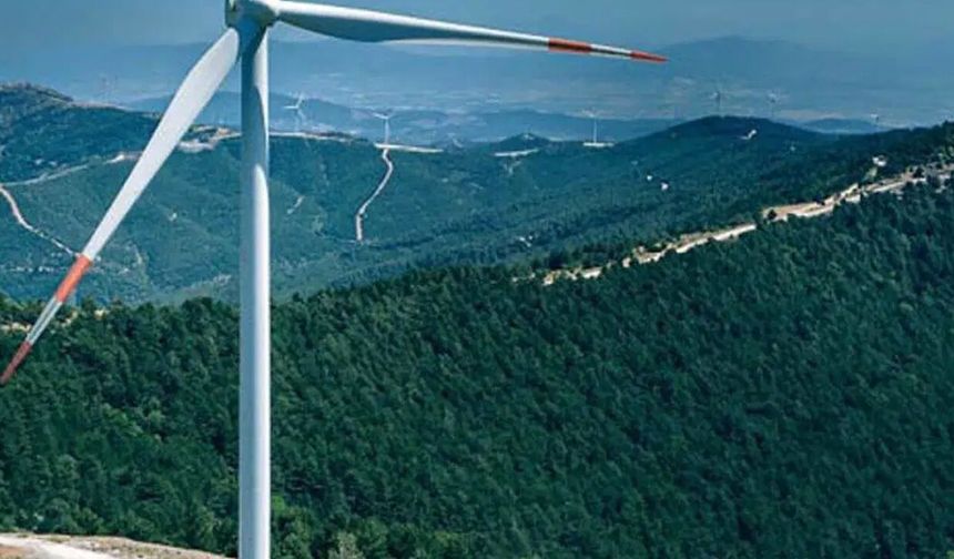 Kırklareli'nin verimli ormanlarına hançer! 36 bin 903 adet ağaç kesilecek