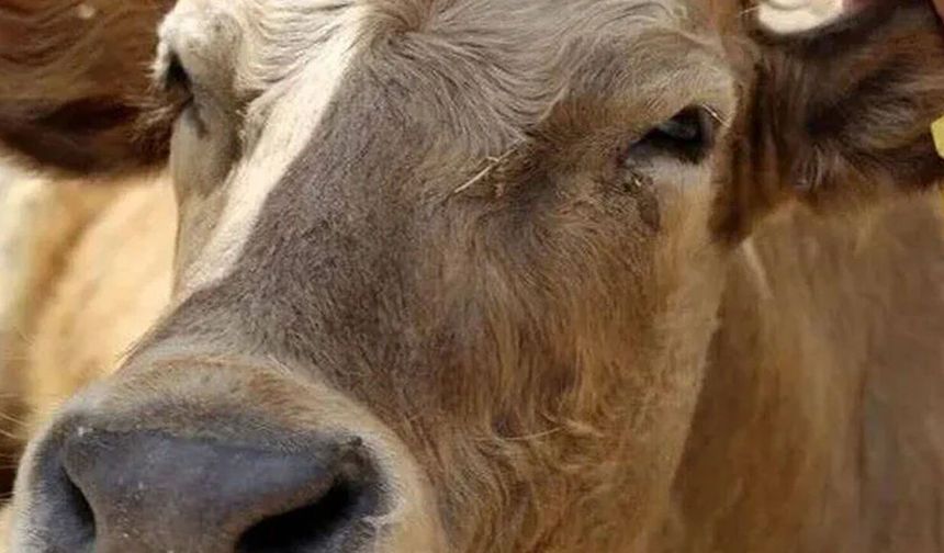 Ardahan'da büyükbaş hayvanda kuduz alarmı: Karantina başlatıldı