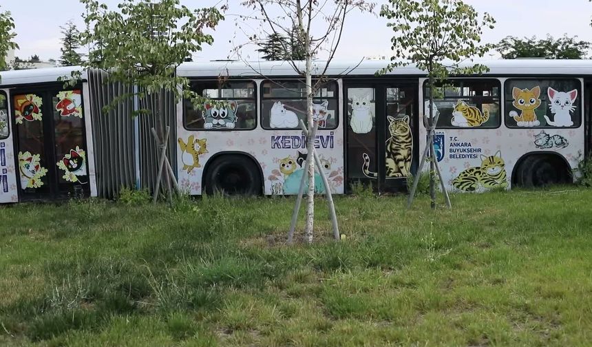 Ankara’da sadece kediler için özel merkez hizmete açıldı...