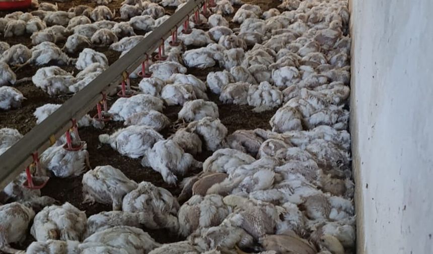 Bolu'da 4 bin tavuk telef oldu