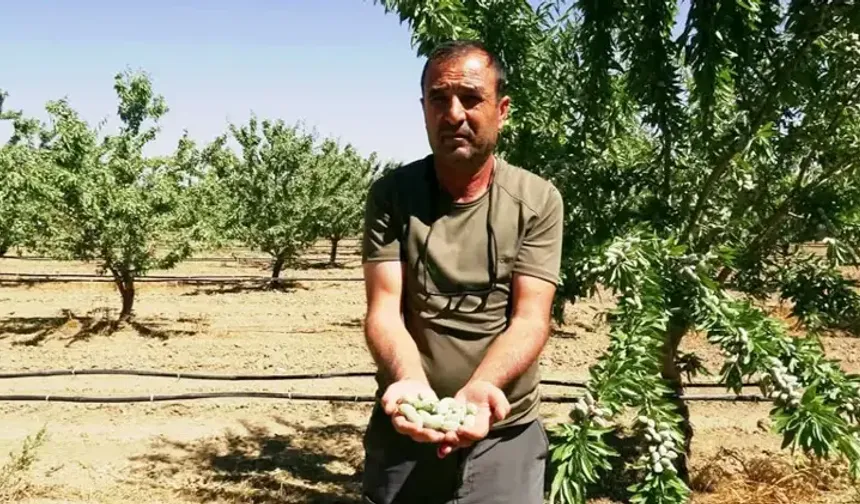 Hobi diye başladı, 400 dönümlük badem bahçesinin sahibi oldu: Bu yıl 10 ton bekliyor