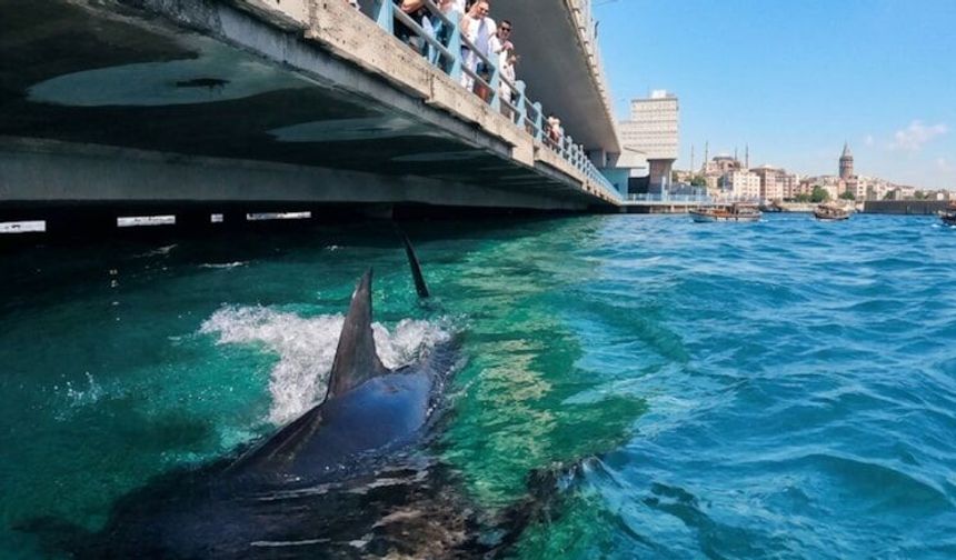 Marmara’nın kayıp devleri yıllar sonra geri döndü! Orkinoslar Haliç’te görüntülendi...