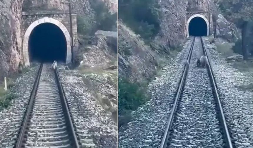 Sivas'ta ayı ailesi yolcu trenini durdurdu!